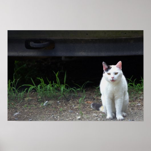 Poster photo de chat (Devant)