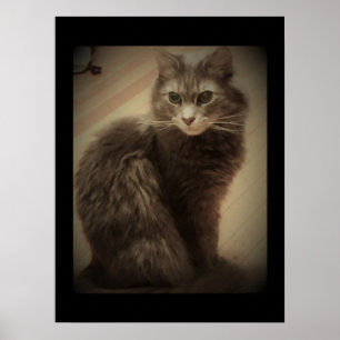 Poster Photo de chat de ragondin du Maine