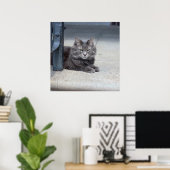 Poster Photo de chat Maine Coon (Bureau à domicile)