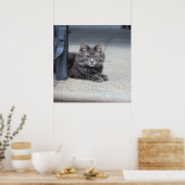Poster Photo de chat Maine Coon (Cuisine)