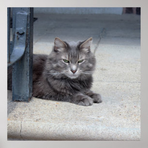 Poster Photo de chat Maine Coon