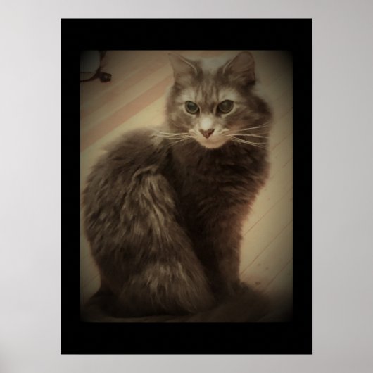Poster Photo de chat Maine Coon (Devant)