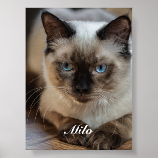 Poster Photo de chat Ragdoll personnalisé avec nom
