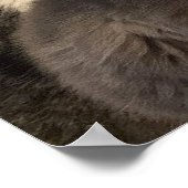 Poster photo de chats (Coin)