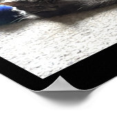 Poster photo de chats (Coin)