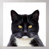 Poster Photo de chats noirs (Devant)