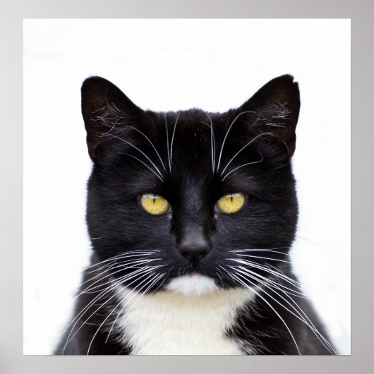 Poster Photo de chats noirs (Devant)