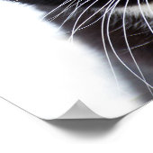 Poster Photo de chats noirs (Coin)