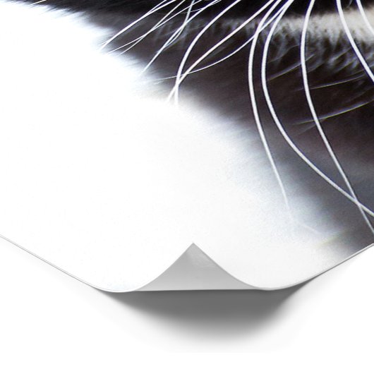 Poster Photo de chats noirs (Coin)