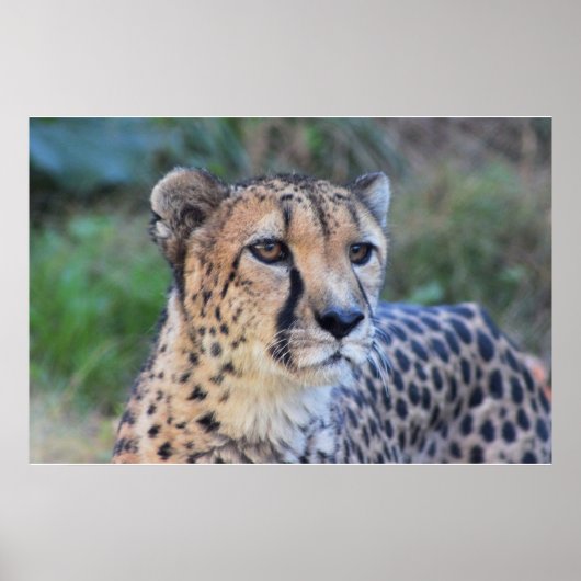Poster Photo de Cheetah (Devant)