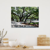 Poster Photo de chêne de marche St Simons GA (Cuisine)