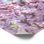 POSTER PHOTO DE CHERRY BLOSSOM TREE (Coin)