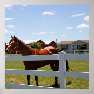 Poster Photo de cheval
