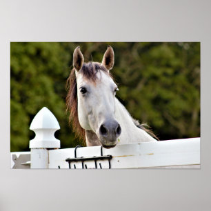 Poster Photo de Cheval Blanc
