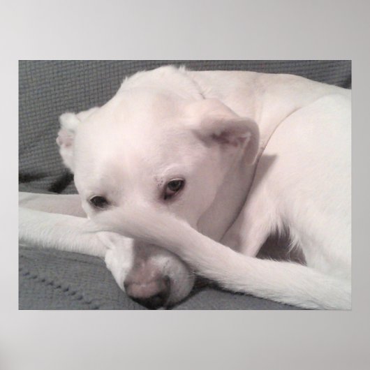 Poster Photo de chien blanc avec queue sur le visage gris (Devant)