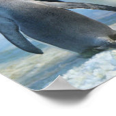 Poster Photo de clôture de deux rois pingouins (Coin)