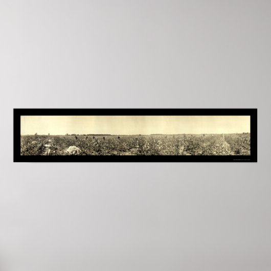 Poster Photo de cueillette de coton 1917 (Devant)