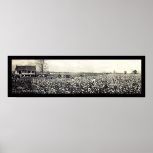 Poster Photo de cueillette de coton King 1907 (Devant)