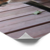 Poster Photo de Cute Fox (Coin)