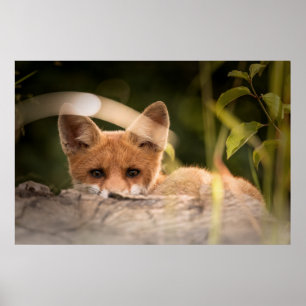 Poster Photo de Cute Little Orange Fox