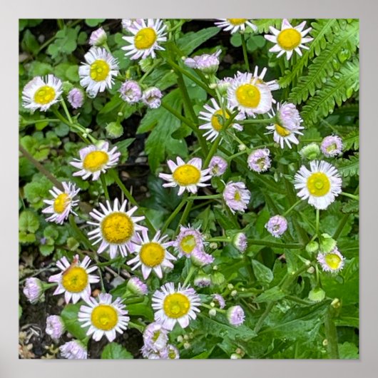 Poster photo de Daisies (Devant)