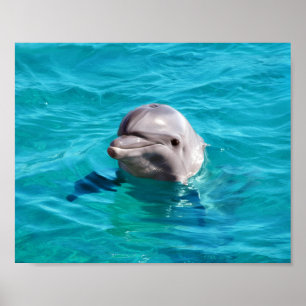 Poster Photo de dauphin dans l'eau bleue