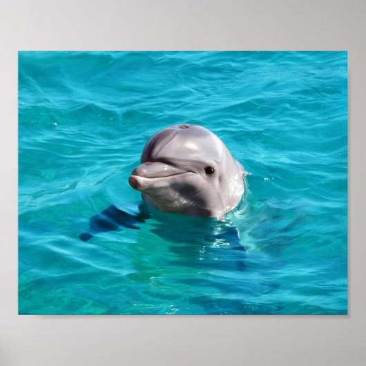 Poster Photo de dauphin dans l'eau bleue (Devant)