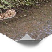 Poster photo de deux oiseaux (Coin)