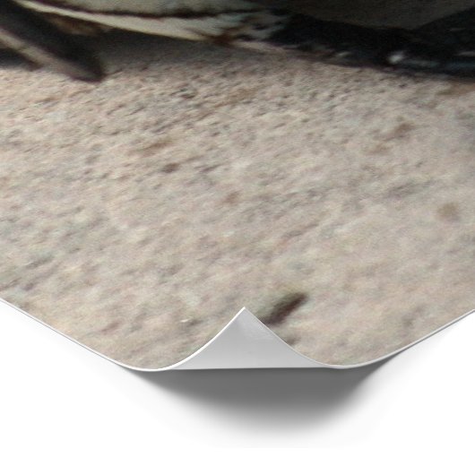 Poster photo de deux pingouins (Coin)