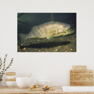 Poster Photo de doré jaune en aquarium
