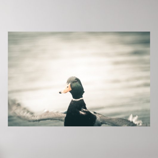 Poster photo de Duck Nature (Devant)