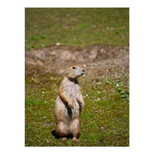 Poster Photo de faune de chien de prairie à queue noire (Devant)