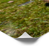 Poster Photo de faune de chien de prairie à queue noire (Coin)