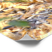 Poster photo de Fawn Deer (Coin)