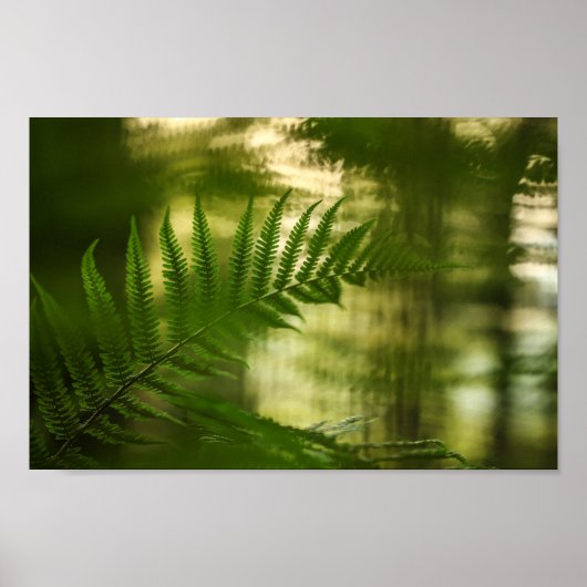 Poster Photo de Fern Nature (Devant)