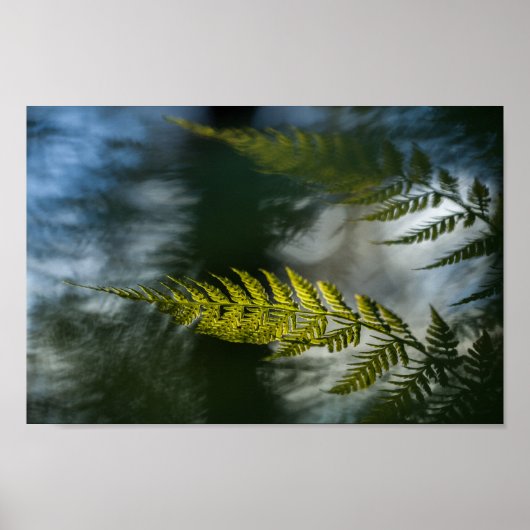 Poster Photo de Fern Nature (Devant)