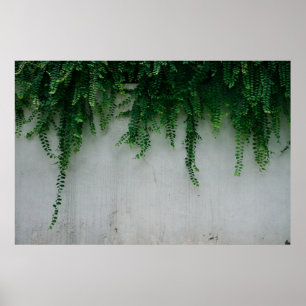 POSTER PHOTO DE FERN PLANTES À PEU PRÈS CONCENTRÉE