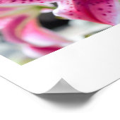 Poster Photo de fleur de lys rose (Coin)