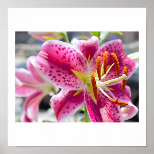 Poster Photo de fleur de lys rose (Devant)