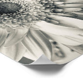 Poster Photo de fleur de marguerite noire et blanche (Coin)