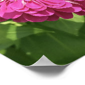 Poster Photo de fleur de Zinnia vive (Coin)
