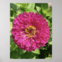 Photo de fleur de Zinnia vive