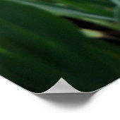 Poster Photo de fleur d'iris jaune et blanc magnifique (Coin)