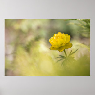 Poster Photo de fleur jaune dans la nature