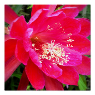Poster Photo de fleur rose tropicale