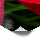 Poster Photo de fleur rose tropicale (Coin)