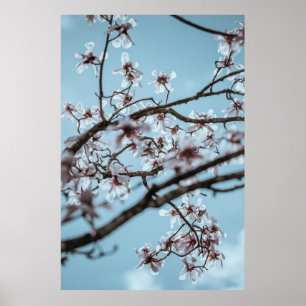 POSTER PHOTO DE FLEURS BLANCHES PETALÉES