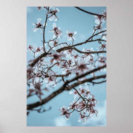 POSTER PHOTO DE FLEURS BLANCHES PETALÉES (Devant)