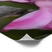 Poster photo de fleurs de jacinthe rose (Coin)