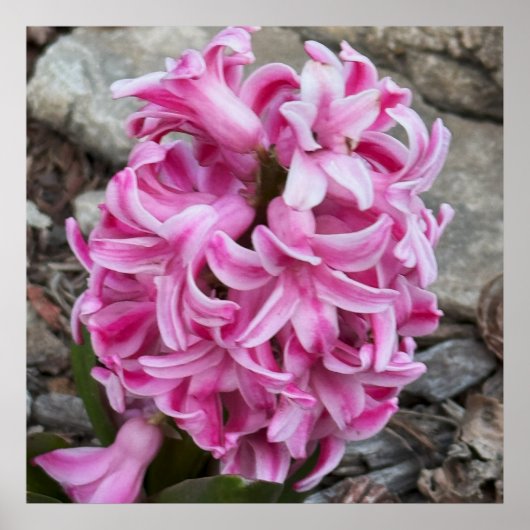 Poster photo de fleurs de jacinthe rose (Devant)